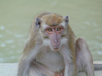 Long tail monkey