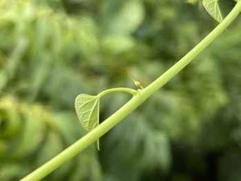 Close-up of green plant
