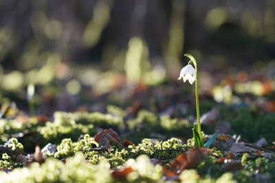 Close-up of white flower on field