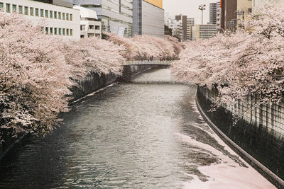 Canal amidst cherry blossom trees in city
