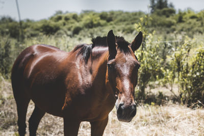 Horse on field