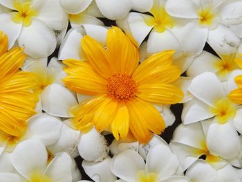 Full frame shot of yellow flowers
