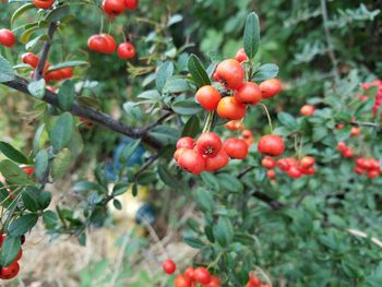 Close-up of red berries growing on tree