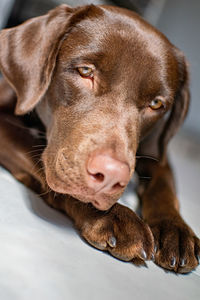 A cute close up portrait of a chocolate labrador lying down on the floor enjoying the sun