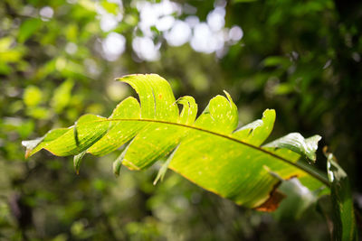 Close-up of leaves