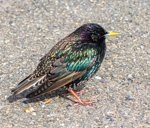 High angle view of bird perching on land