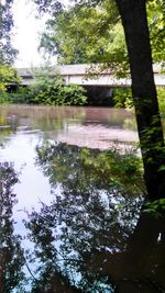 Reflection of trees in water