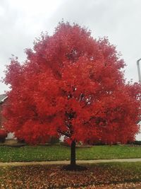 Trees in park against sky