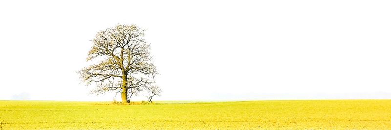 Tree on field against clear sky