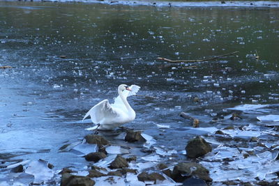 White swan floating on lake