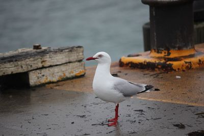 Seagull perching on a wall