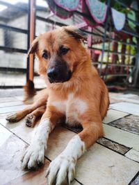 Portrait of dog sitting on floor