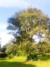 View of trees against sky