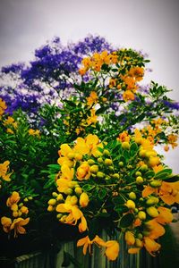 Close-up of yellow flowers