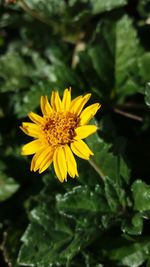 Close-up of insect on yellow flower