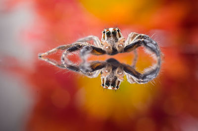 Close-up of spider