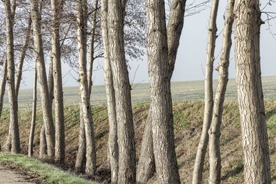 Panoramic shot of trees in forest
