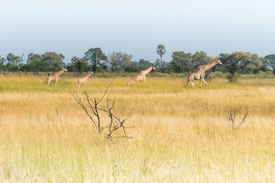 Giraffes walking on field