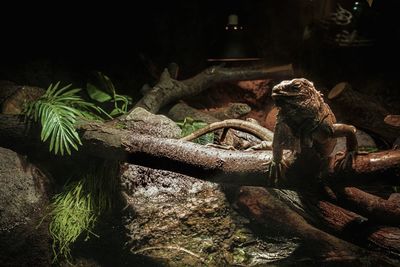 Close-up of a lizard on rock