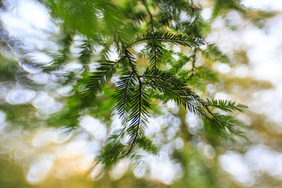 Low angle view of pine tree against sky