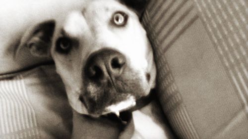 Close-up portrait of dog at home