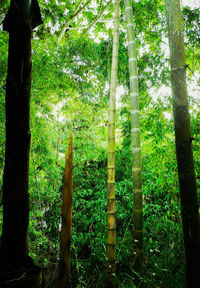 View of bamboo trees in forest