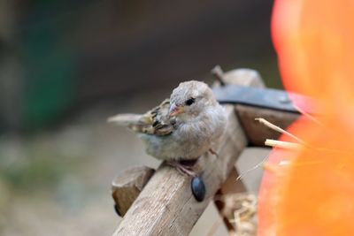 Close-up of bird perching on wooden railing