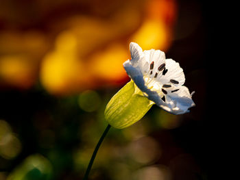 Close-up of white rose flower
