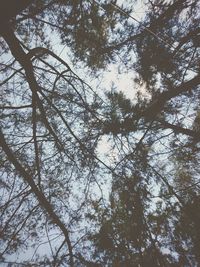 Low angle view of tree in forest