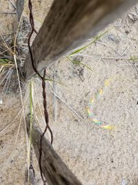 Close-up high angle view of plant