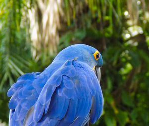 Close-up of blue parrot