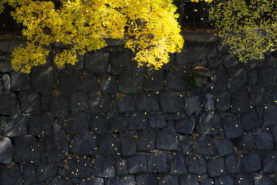 Full frame shot of yellow flower tree