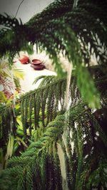 Plants growing on tree