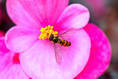 Close-up of insect on pink flower