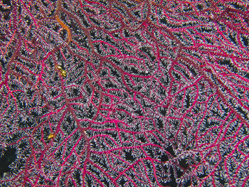 Full frame shot of pink flowers