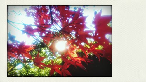 Low angle view of trees