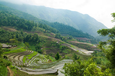 High angle view of agricultural field