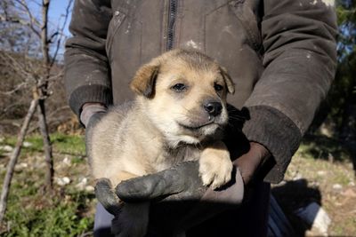 Puppy dog in the arms of the owner