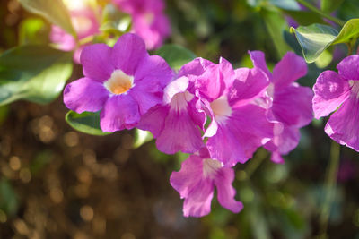 Close-up of pink flowering plant