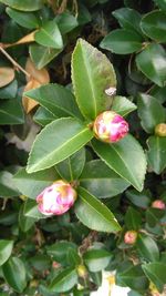 Close-up of pink flowers growing on plant