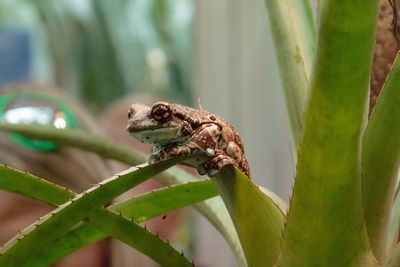 Frog on plant