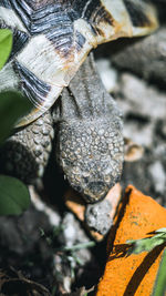 Close-up of dry leaves