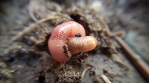 Close-up of snail