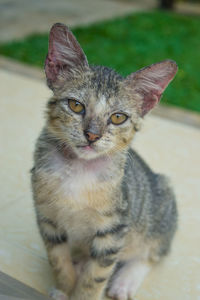 Close-up portrait of cat