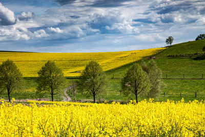 Scenic view of oilseed rape field against sky