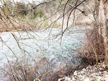 Bare tree by river in forest