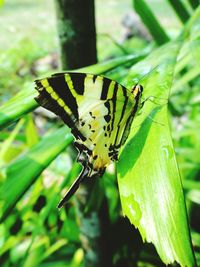 Close-up of butterfly perching on leaf