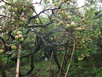 Fruits growing on tree