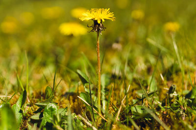 Close-up of yellow dandelion flower on field