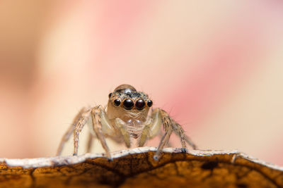 Close-up of spider on leaf 